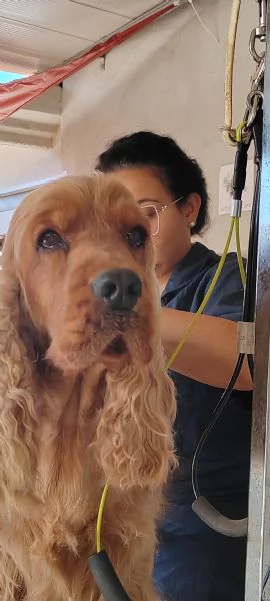 Affido Gratuito  Cagnolina Fulva Femmina 4 Anni  | Foto 0