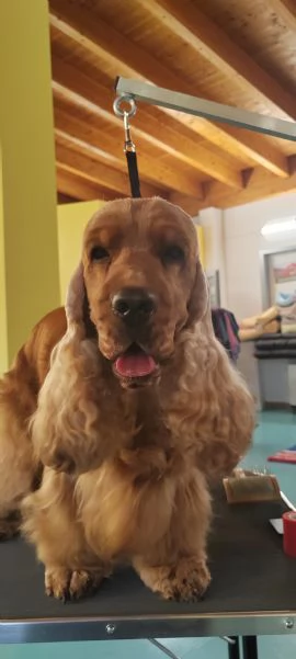 Affido Gratuito  Cagnolina Fulva Femmina 4 Anni 