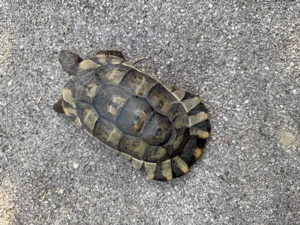 Tartaruga marginata | Foto 1