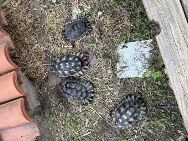 Tartaruga marginata | Foto 0