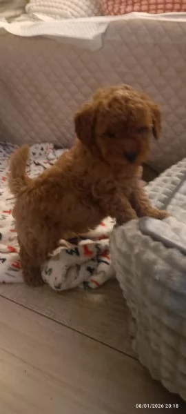 Barboncini Toy  | Foto 6