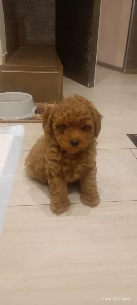 Barboncini Toy  | Foto 5