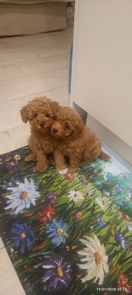 Barboncini Toy  | Foto 3