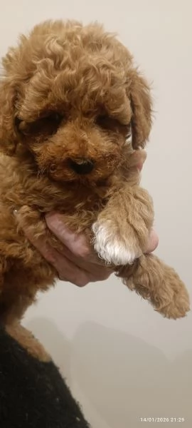 Barboncini Toy  | Foto 0