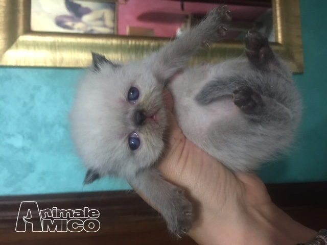Vendita Cucciolo Exotic Da Privato A Lecce Bellissimi Cuccioli Gatto
