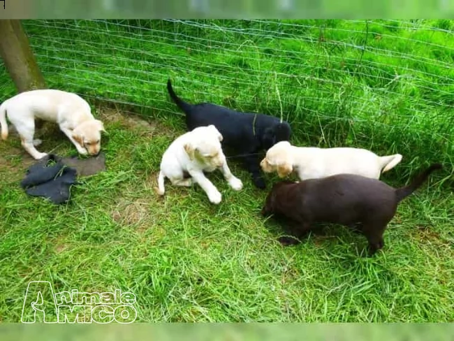 labrador cuccioli maschi con pedigree