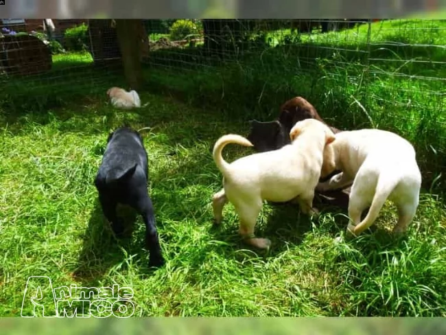 labrador cuccioli maschi con pedigree | Foto 0