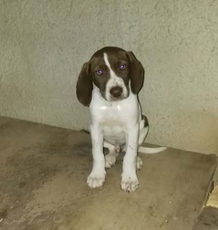 Cerco Pitbull Cucciolo In Regalo Cornelle Sconti