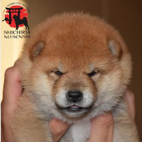 cuccioli shiba inu con pedigree | Foto 2