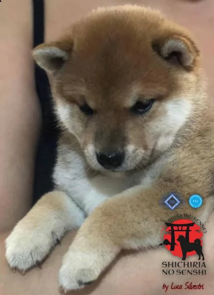 cuccioli shiba inu con pedigree | Foto 1