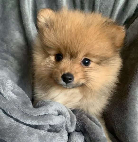 pomerania cuccioli originali | Foto 4