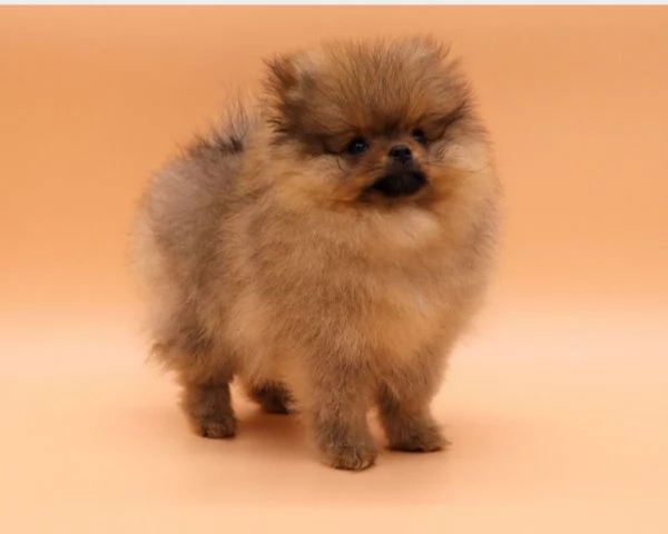 pomerania cuccioli originali