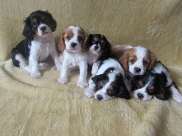 cavalier king cuccioli tenerissimi pieni damore