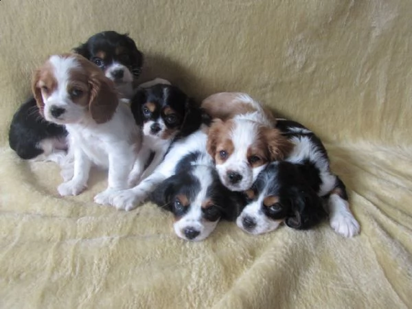 cavalier king cuccioli tenerissimi pieni damore | Foto 1