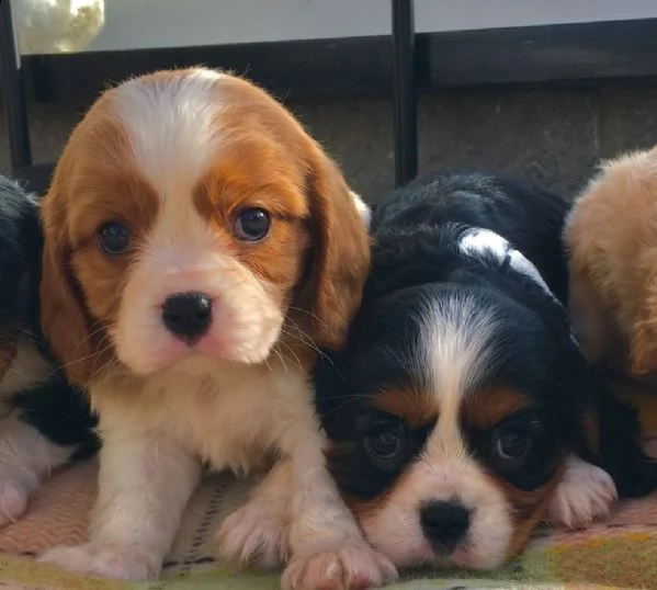 cavalier king cuccioli tenerissimi pieni damore | Foto 0