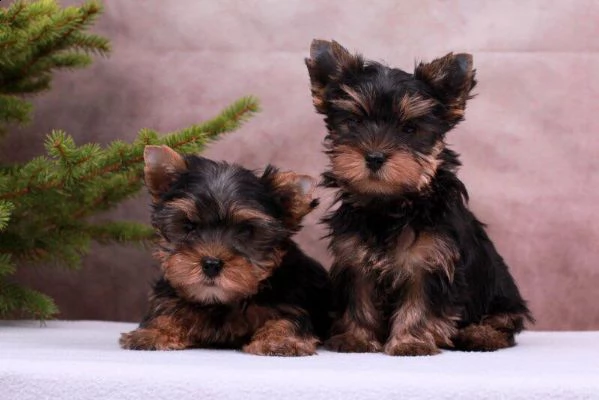 yorkshire mini cuccioli sani e belli | Foto 1