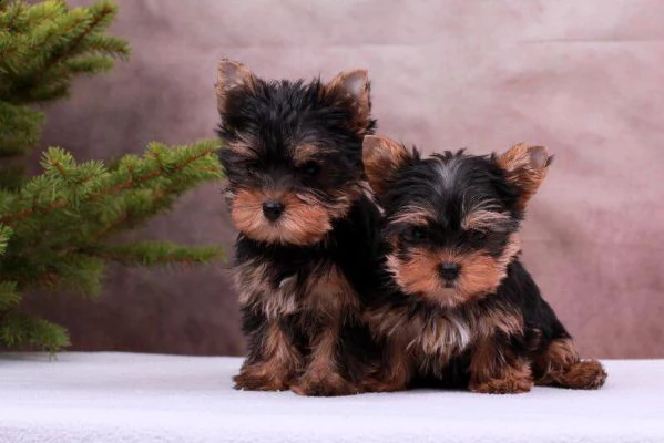 yorkshire mini cuccioli sani e belli | Foto 0