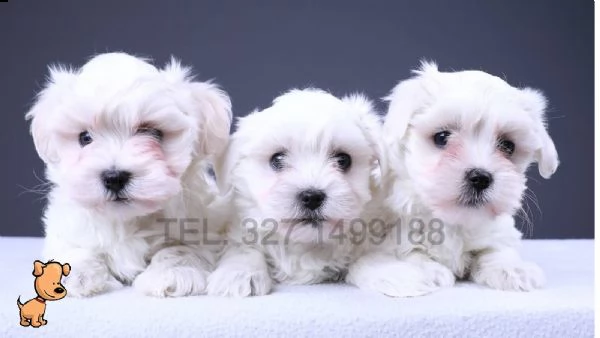 maltese nano e toy cuccioli per la famiglia | Foto 2