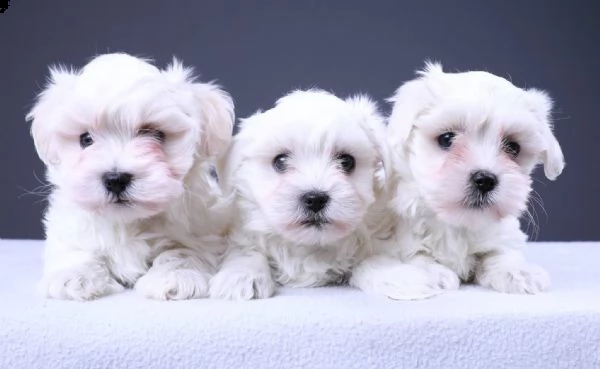 maltese nano e toy cuccioli per la famiglia | Foto 1