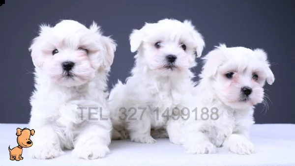 maltese nano e toy cuccioli per la famiglia | Foto 0