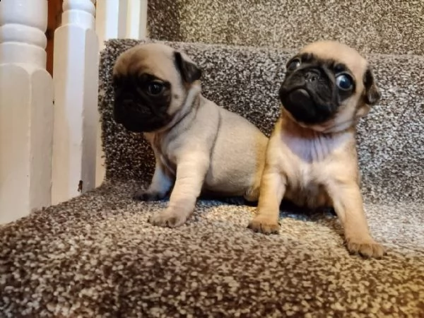 carlino beige cuccioli tenerissimi e affettuosi