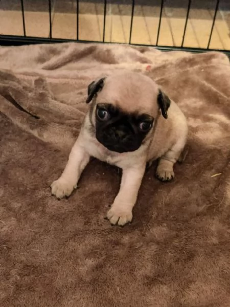 carlino beige cuccioli tenerissimi e affettuosi | Foto 0