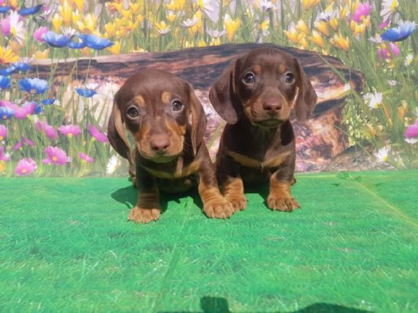 Dolcissimi cuccioli di Bassotto Cioccolato | Foto 3