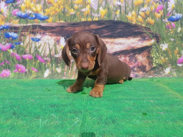 Sottobicchiere In MDF Con Cucciolo Di Bassotto (cane Salsiccia) | Diametro 9cm, Base In Sughero Antiscivolo | Ideale Per Tazze, Bicchieri E Come Regalo Per Amanti Dei Cani - 5