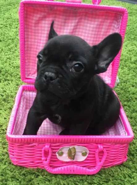 Bouledogue francese cuccioli