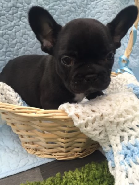 Bouledogue francese cuccioli | Foto 1