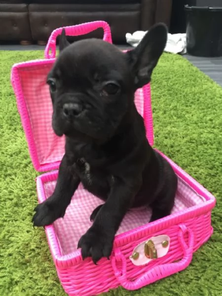 Bouledogue francese cuccioli | Foto 0