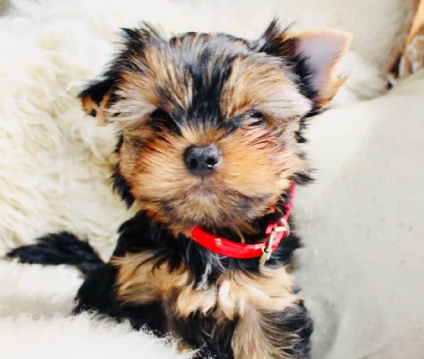 Yorkshire mini cuccioli