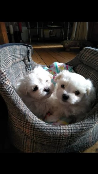 Maltese mini cuccioli bianchi | Foto 0