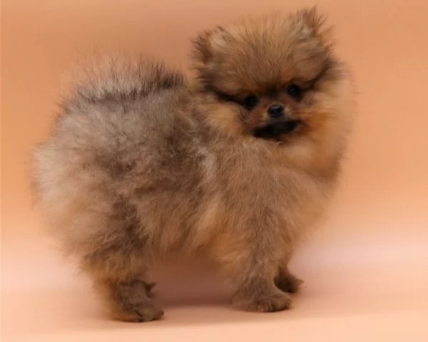 Pomerania spitz cuccioli toy