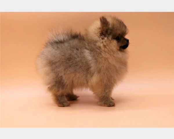Pomerania spitz cuccioli toy | Foto 0