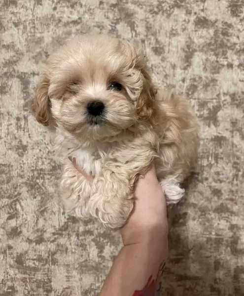 Maltipoo cuccioli dolcissimi | Foto 2