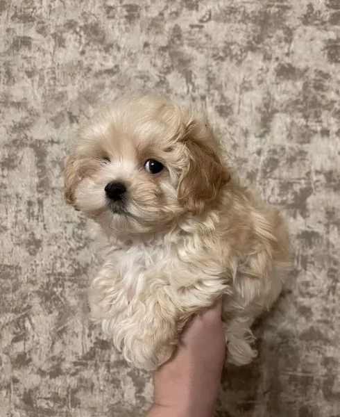 Maltipoo cuccioli dolcissimi | Foto 1
