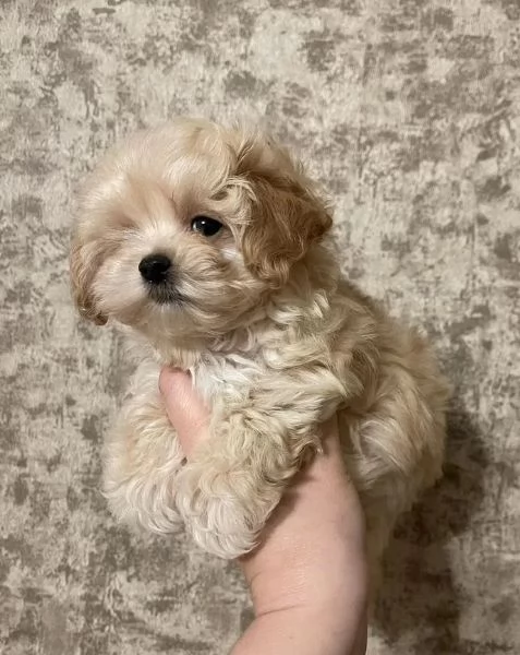 Maltipoo cuccioli dolcissimi | Foto 0