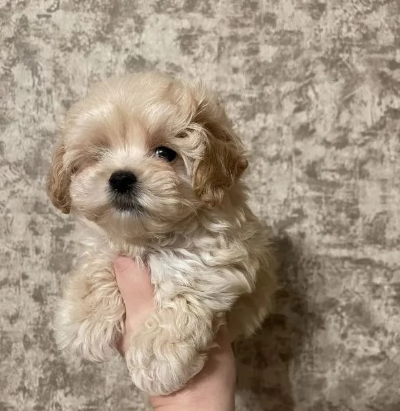 Maltipoo cuccioli dolcissimi