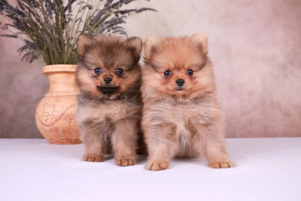 Pomerania cuccioli mini | Foto 4