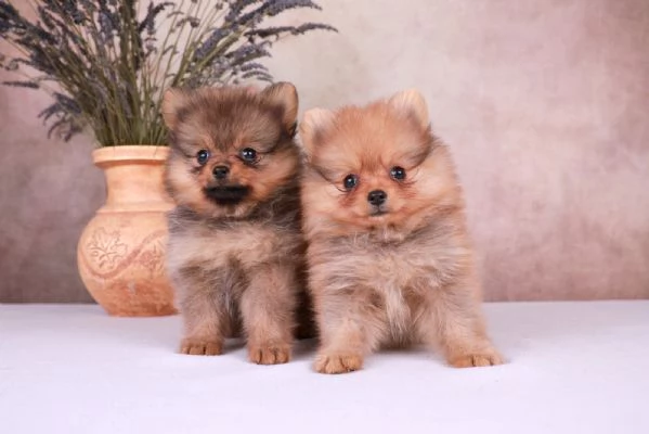 Pomerania cuccioli mini