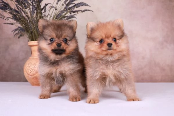 Pomerania cuccioli mini | Foto 3