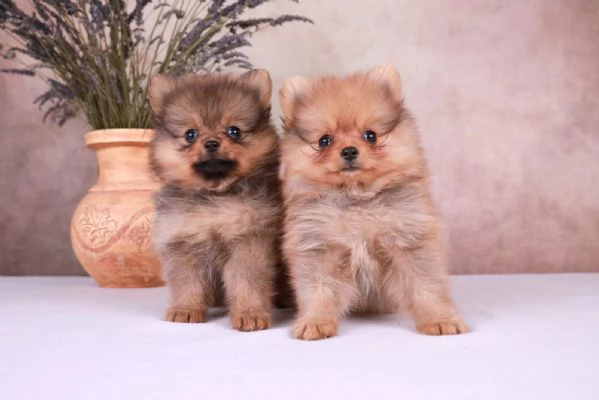 Pomerania cuccioli mini | Foto 1