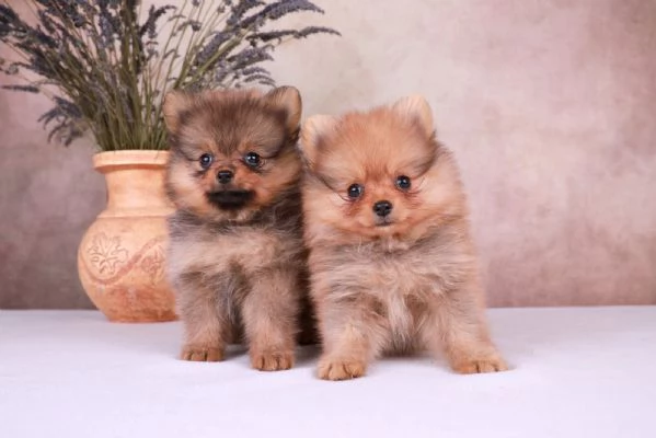 Pomerania cuccioli mini | Foto 0