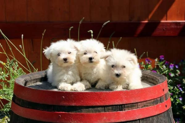 Maltese mini toy cuccioli | Foto 4