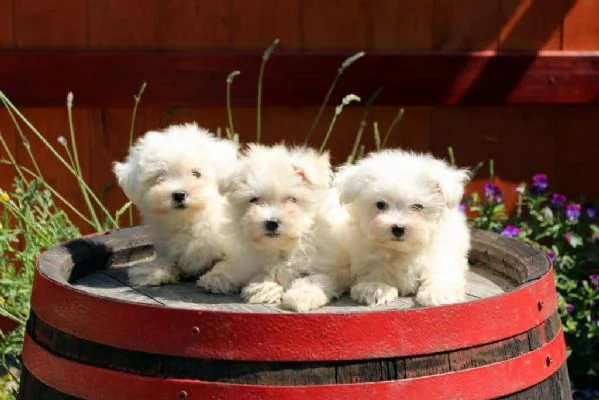 Maltese mini toy cuccioli | Foto 3