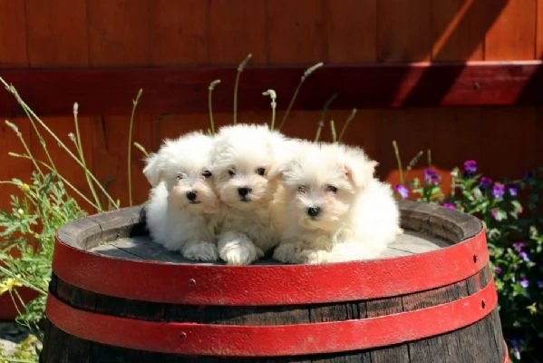 Maltese mini toy cuccioli | Foto 2