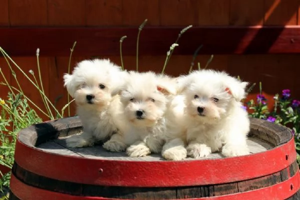 Maltese mini toy cuccioli | Foto 1