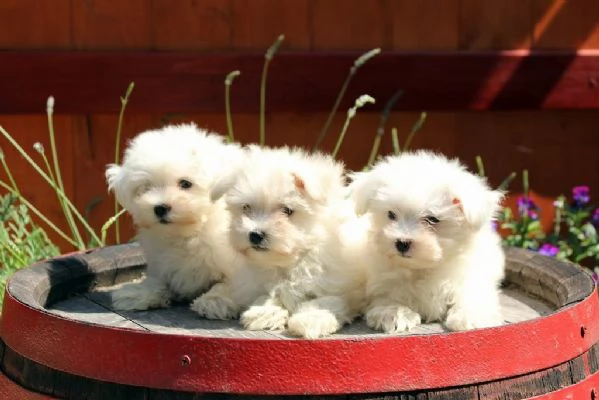 Maltese mini toy cuccioli | Foto 0