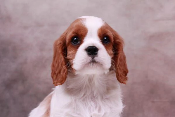 Cavalier king mini cuccioli